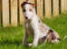 Red merle border collie puppy