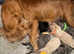 F1 CAVAPOO PUPPIES HEALTH TESTED PARENTS