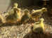 Embden Goslings