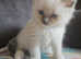 Ragdoll kittens