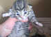 2 beautiful bengals