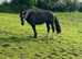 Beautiful 14.2 rising 4 Welsh/friesian mare for sale