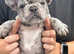 Girl French bulldog puppy