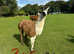 Female and male llamas