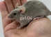 5 female fancy mice (please read description).