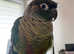 Stunning young conure parrot