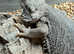 Bearded Dragon (female)