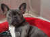 For sale Blue French Bulldog