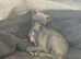 1 beautiful kc Italian greyhound girl looking for her forever home
