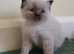 Pure bred Ragdoll Kittens, Seal, red, cream and Tortie