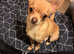 Small Animal Rescue
