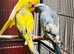 Pied yellow Indian ringnick parrot