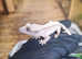 Extreme Harlequin Crested Gecko's