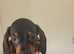 Gorgeous miniature dachshund puppies looking for forever homes
