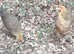 Gold Partridge Brahma Hatching Eggs x 6