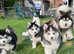 Beautiful f2 pomskies. All blue eyes. Ready. Vet checked