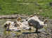 Goslings Ebden Geese