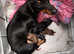 Miniature dachshund puppies
