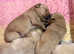Quality KC Registered Labrador Retriever Puppies