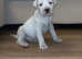Bandog pups