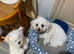 Beautiful and affectionate Maltese in search of a playmate!