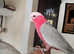 Gala Parrot