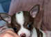 Puppy Chihuahua