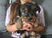 Beautiful Yorkshire Terrier Puppies Ready Soon