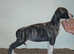 KC whippet pups