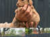 Toy poodle