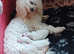 Stunning KC Maltese Puppies 5* Licensed Breeder