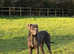 Harlequin Great Dane puppies