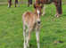 Welsh section C filly
