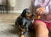 RARE BLACK & TAN MERLE BEAUTIFUL MINIATURE PINSCHER GIRL