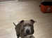Standard bully lovely female