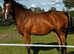 17h TB mare 4 years old