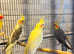 Very beautiful young birds for sale