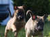 KC registered Belgian Malinois