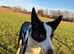 Bored collie male