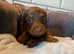 Miniature dachshund puppies
