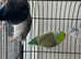 Green parrotlet for sale quirky/playful