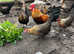 Dutch bantam chicks for sale