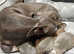 Italian Greyhound Puppies - Kennel Club Registered