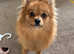 German spitz