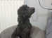Small miniature poodle female