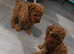 Beautiful fluffy poodle babies