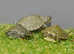Baby Green Map Turtles Available