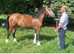 Pontlasse Gypsy Queen  Top class show filly