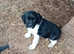 Kc Reg Black & White Springer Spaniels