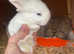 Beautiful mini lops, & Netherland Dwarf X mini Rex litters